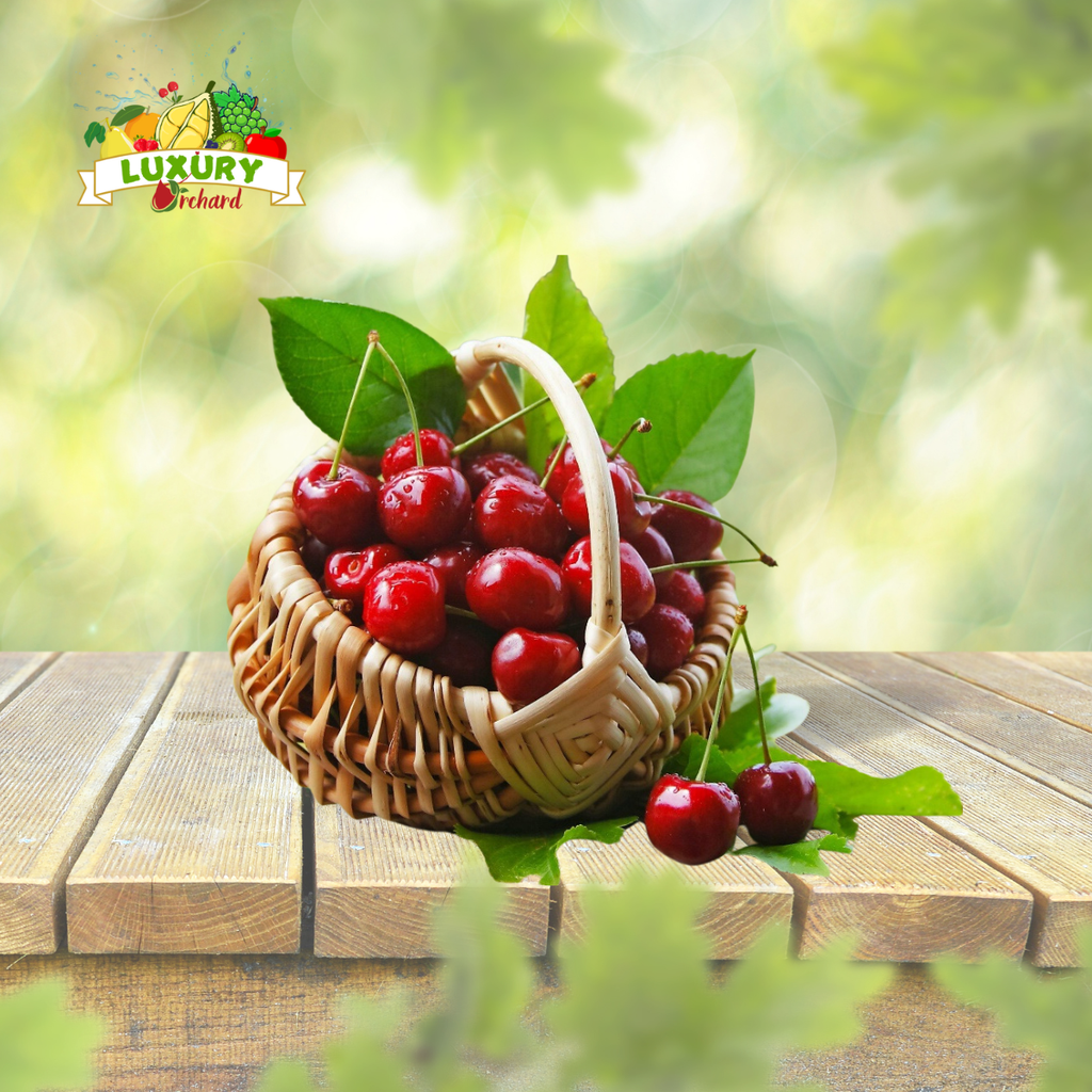 Cherry Đỏ Jealuos Canada 