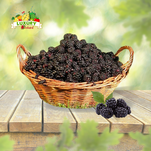Mâm Xôi Đen Úc Black Raspberry